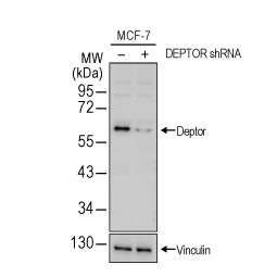 Deptor antibody [N1C3] (GTX116540)